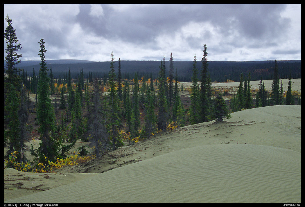 Pocket of Spruce trees in the Great Sand Dunes. Kobuk Valley National Park, Alaska, USA.