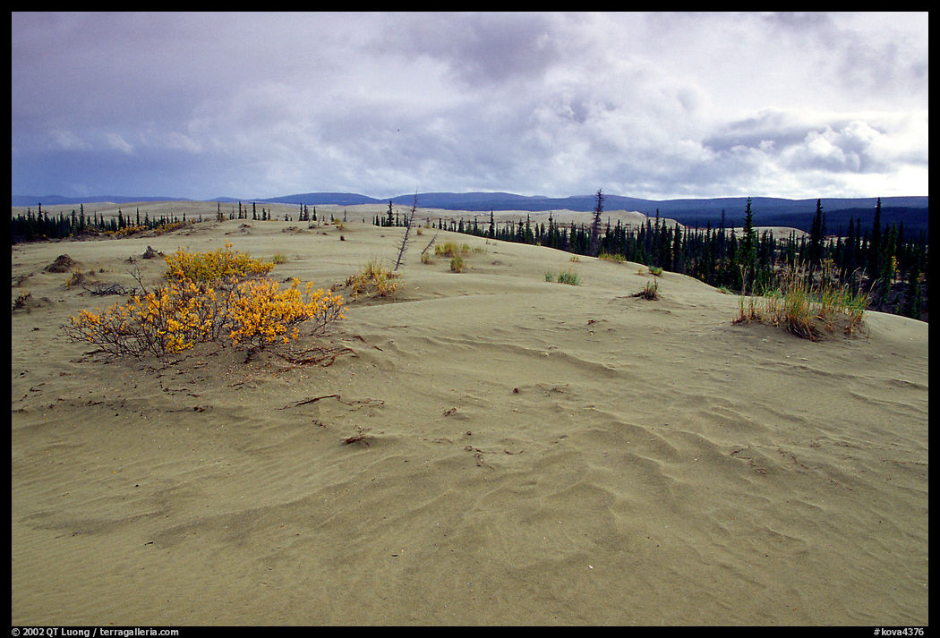 Great Sand Dunes and boreal spruce forest. Kobuk Valley National Park, Alaska, USA.