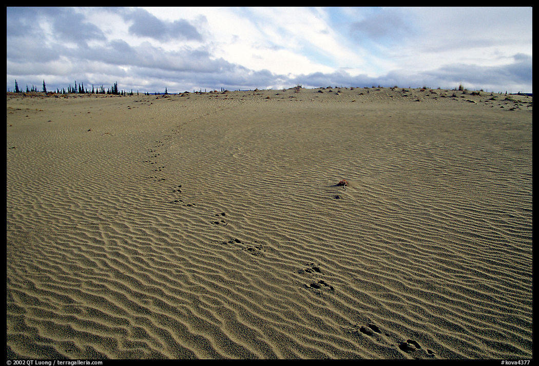 Caribou tracks and ripples in the Great Sand Dunes. Kobuk Valley National Park, Alaska, USA.