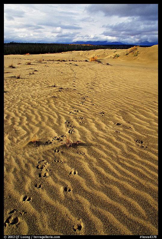 Caribou tracks and ripples in the Great Sand Dunes. Kobuk Valley National Park, Alaska, USA.