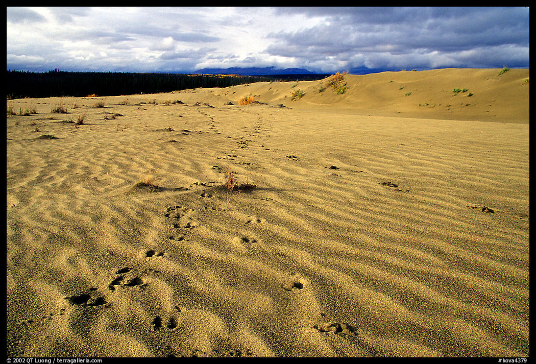 Caribou footprints and ripples in the Great Sand Dunes. Kobuk Valley National Park, Alaska, USA.