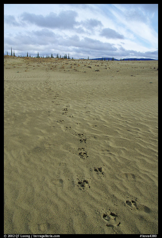 Animal tracks on the Great Sand Dunes. Kobuk Valley National Park, Alaska, USA.