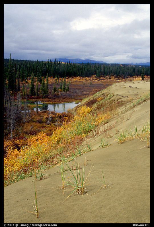 The edge of the Great Sand Dunes with the boreal taiga. Kobuk Valley National Park, Alaska, USA.