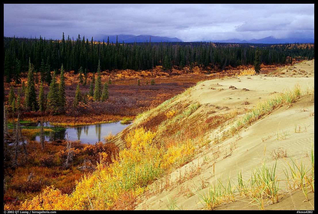 Edge of the Great Sand Dunes with tundra and taiga below. Kobuk Valley National Park, Alaska, USA.