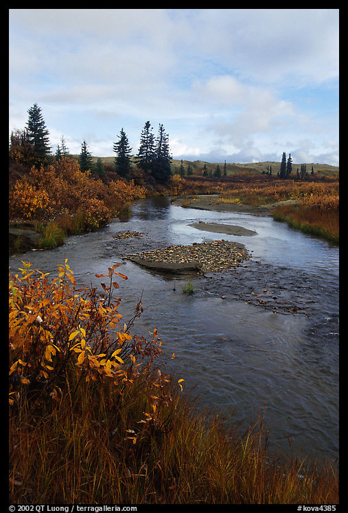 Kavet Creek and spruce trees. Kobuk Valley National Park, Alaska, USA.