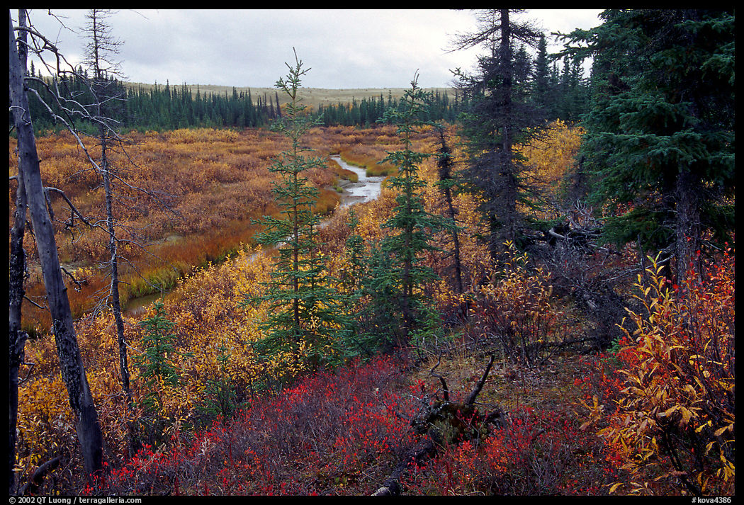 Autumn colors on boreal forest, Kavet Creek. Kobuk Valley National Park, Alaska, USA.