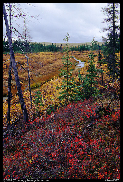 Autumn colors on Kavet Creek near the Great Sand Dunes. Kobuk Valley National Park, Alaska, USA.
