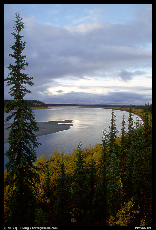Boreal trees and bend of the Kobuk River, evening. Kobuk Valley National Park, Alaska, USA.