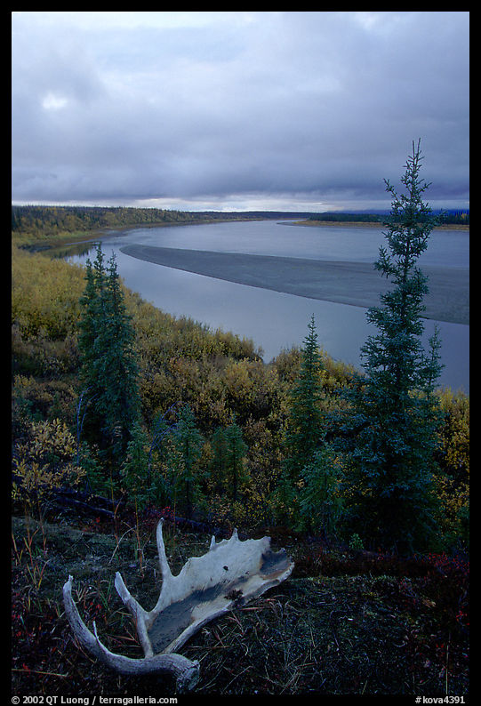 Antlers and bend of the Kobuk River, evening. Kobuk Valley National Park, Alaska, USA.