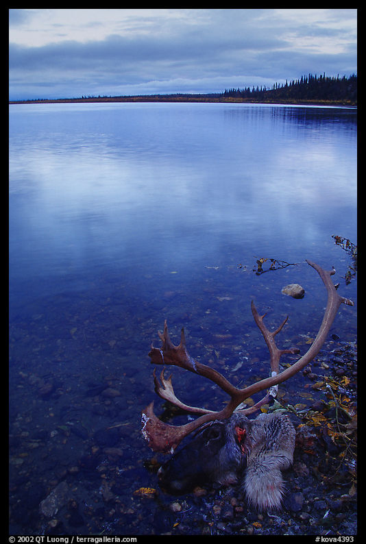 Dead caribou head on the river shore. Kobuk Valley National Park, Alaska, USA.