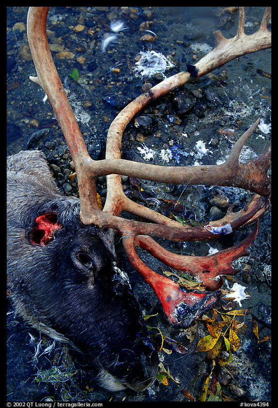 Caribou head discarded by hunters. Kobuk Valley National Park, Alaska, USA.
