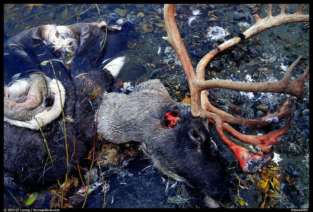 Dead caribou head discarded by hunters. Kobuk Valley National Park