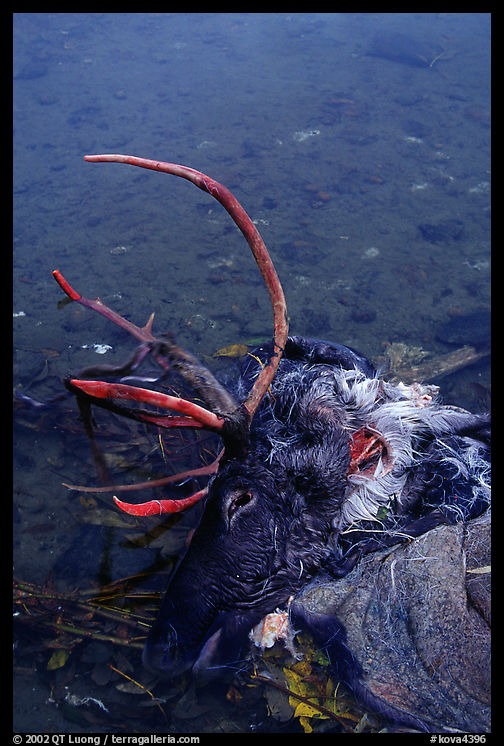 Dead caribou heads discarded by hunters. Kobuk Valley National Park, Alaska, USA.