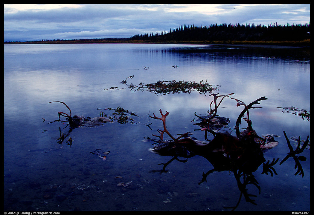 Caribou carcasses on Kobuk River shore. Kobuk Valley National Park