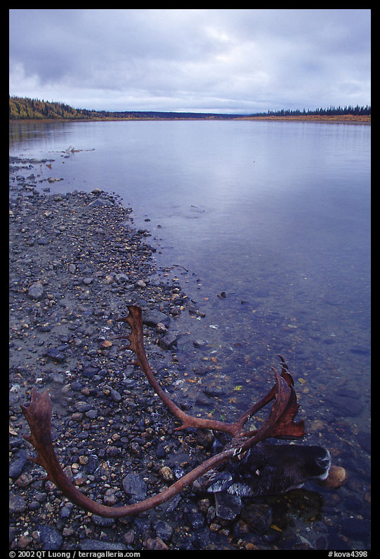 Dead caribou head on Kobuk River shore. Kobuk Valley National Park, Alaska, USA.