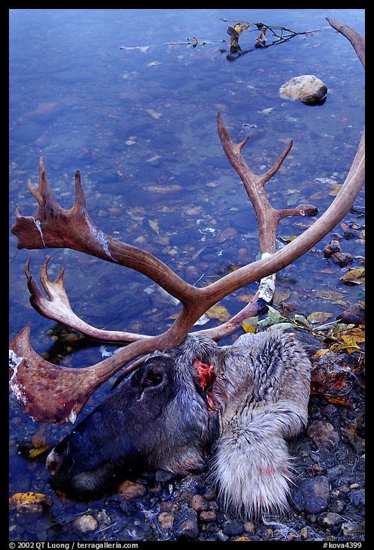 Dead caribou head discarded by hunters. Kobuk Valley National Park, Alaska, USA.
