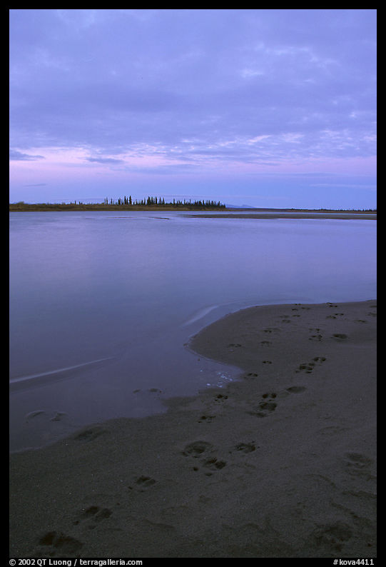 Caribou tracks on  shore of Kobuk River, evening. Kobuk Valley National Park