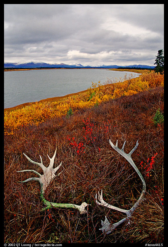 Caribou antlers, tundra, and river. Kobuk Valley National Park, Alaska, USA.