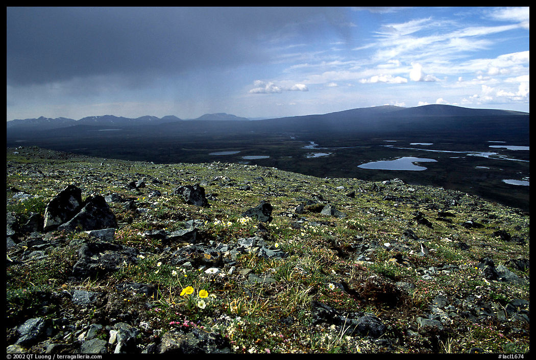 Sunny tundra with wildflowers and valley in dark storm clouds. Lake Clark National Park