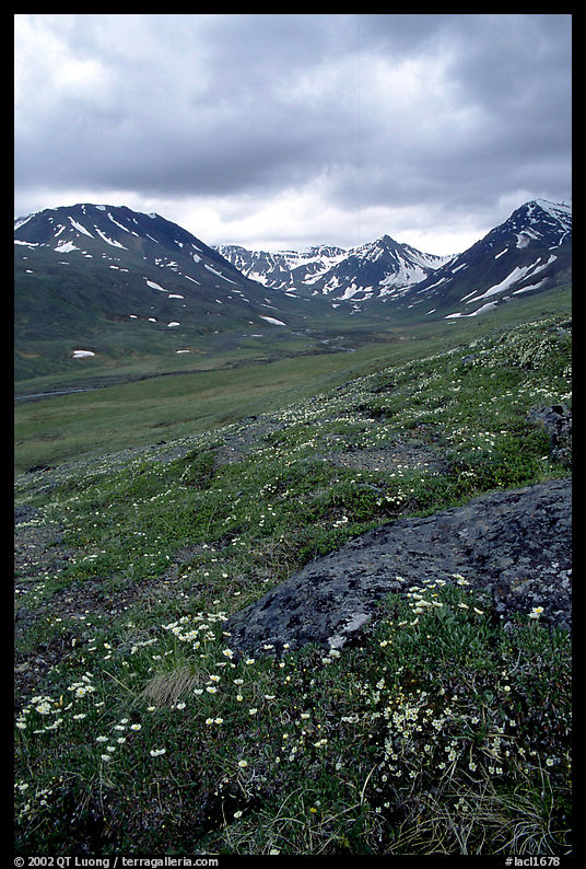 Valley with wildflowers, between Turquoise Lake and Twin Lakes. Lake Clark National Park, Alaska, USA.