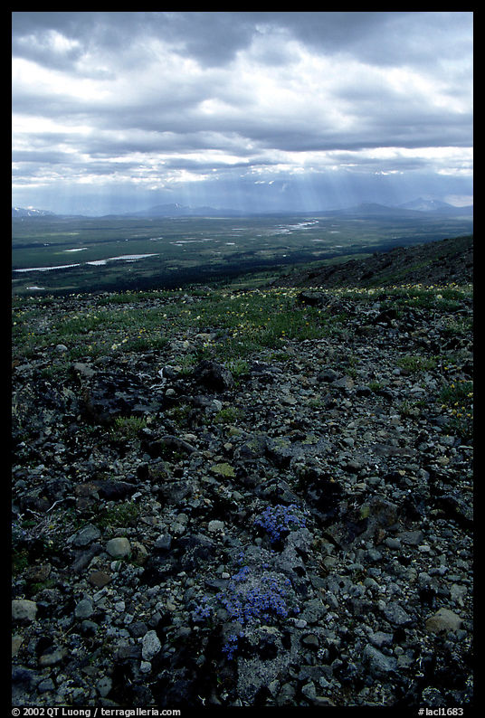 Tundra with forget-me-nots and stormy skies. Lake Clark National Park, Alaska, USA.