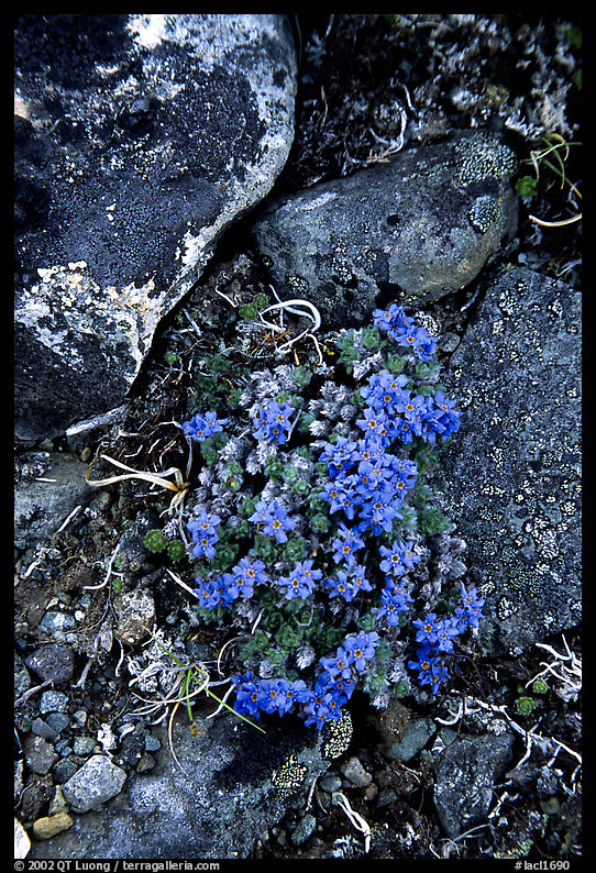 Forget-me-nots. Lake Clark National Park, Alaska, USA.