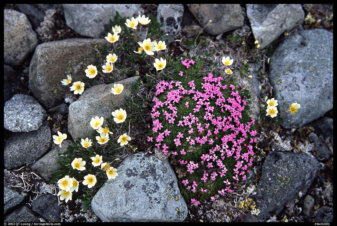 Alpine wildflowers. Lake Clark National Park, Alaska, USA.