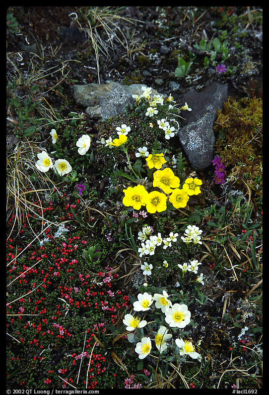 Alpine wildflowers close-ups. Lake Clark National Park, Alaska, USA.