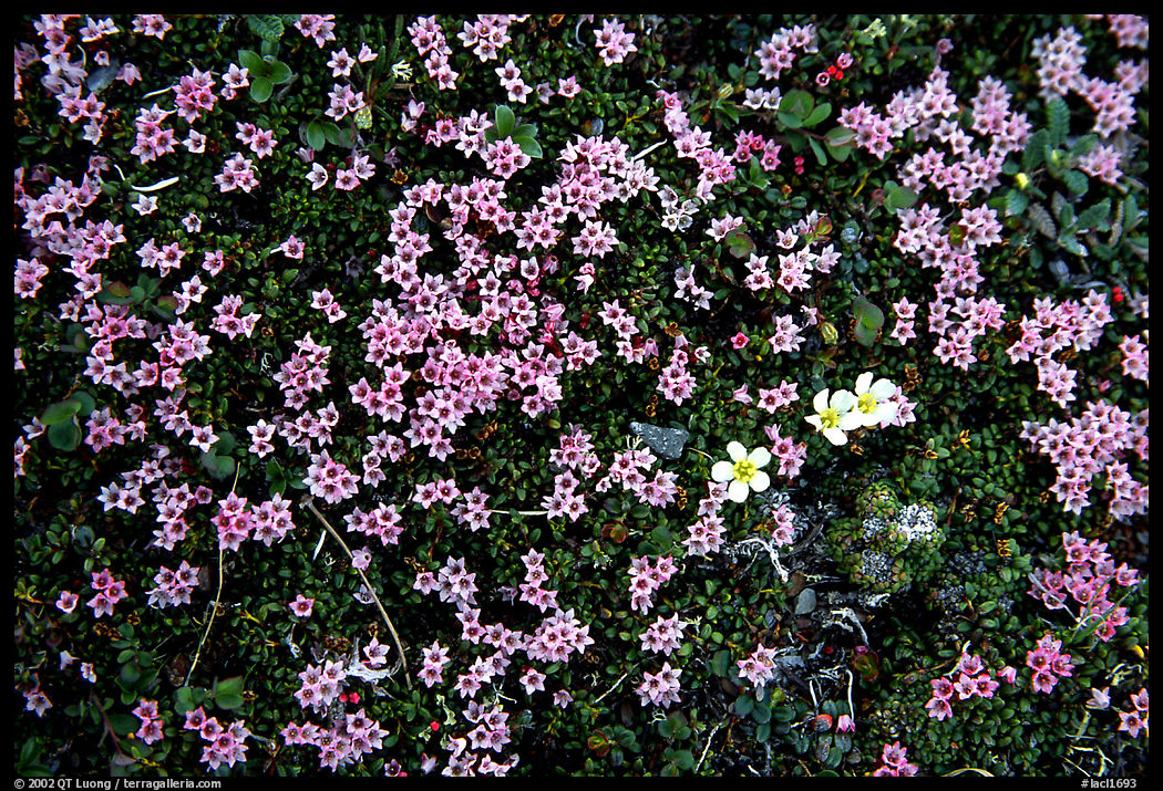 Tundra alpine wildflowers. Lake Clark National Park, Alaska, USA.
