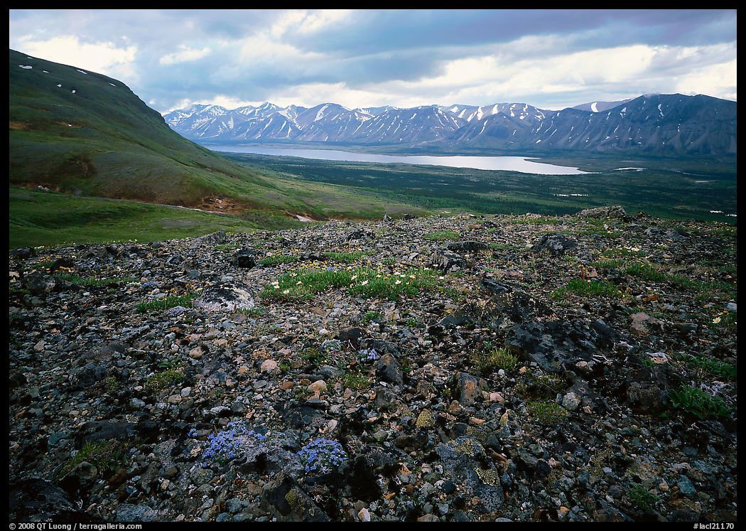 Tundra with blue forget-me-nots and Twin Lakes. Lake Clark National Park, Alaska, USA.