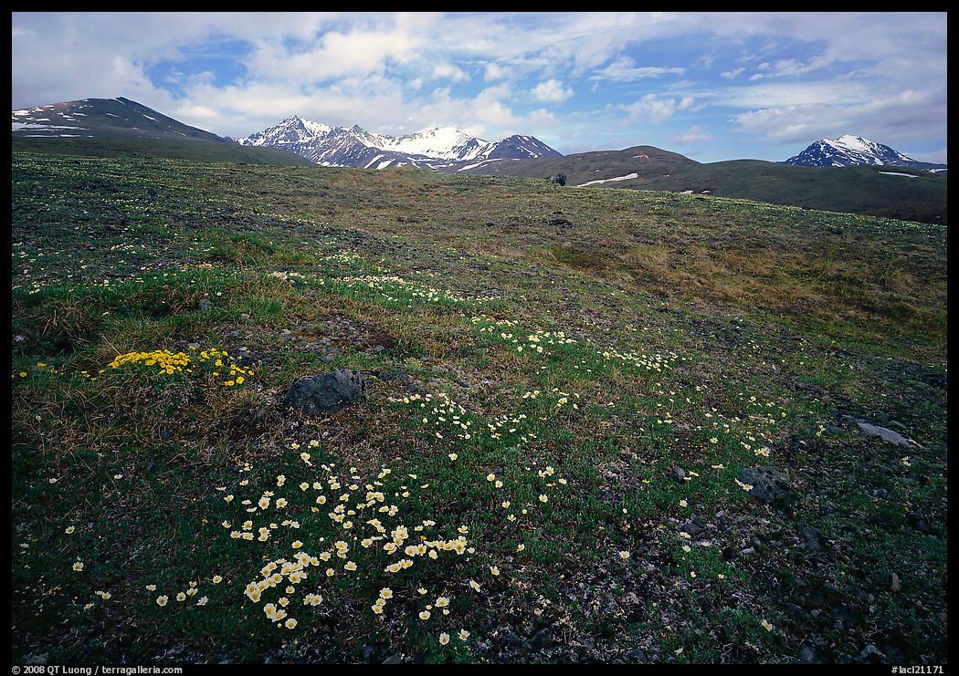 Green tundra slopes with alpine wildflowers and mountains. Lake Clark National Park, Alaska, USA.
