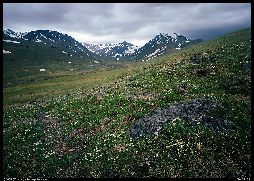 Wildflowers, valley and mountains. Lake Clark National Park, Alaska, USA.