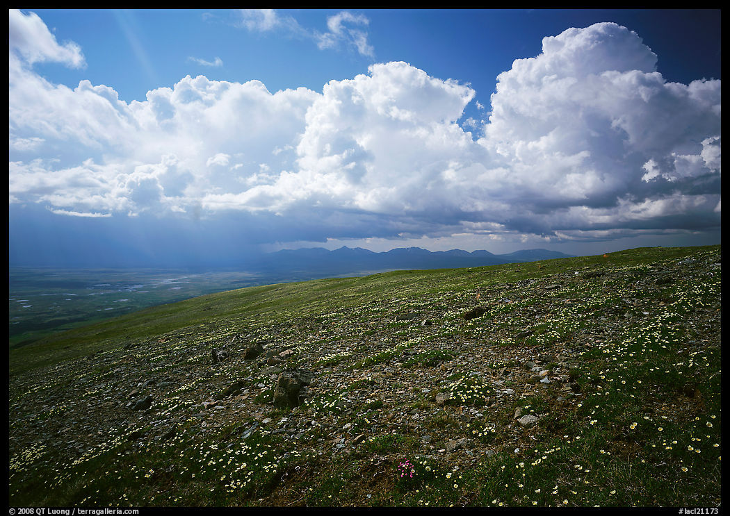 Tundra, wildflowers, and puffy white storm clouds. Lake Clark National Park, Alaska, USA.