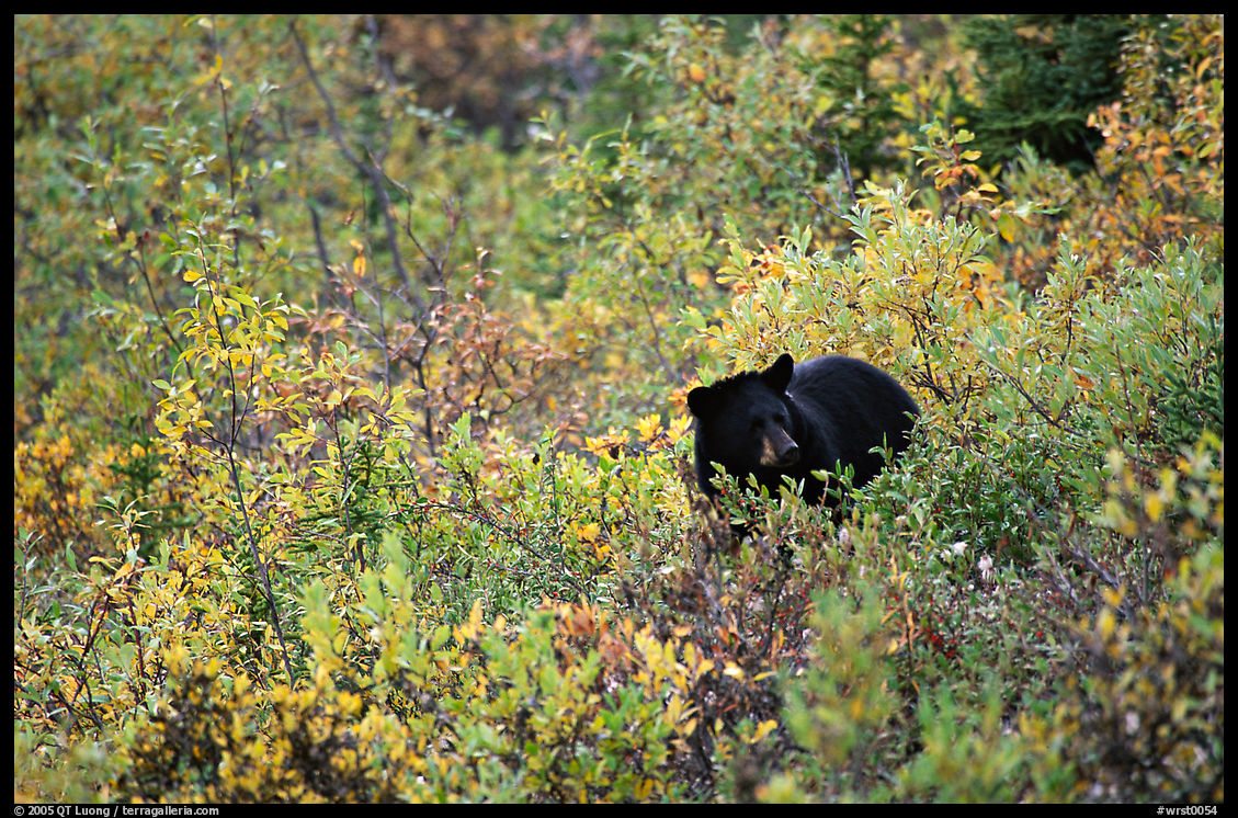 Black bear amongst brush in autumn color. Wrangell-St Elias National Park