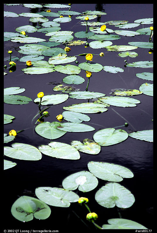 Water lilies in a pond near Chokosna. Wrangell-St Elias National Park, Alaska, USA.