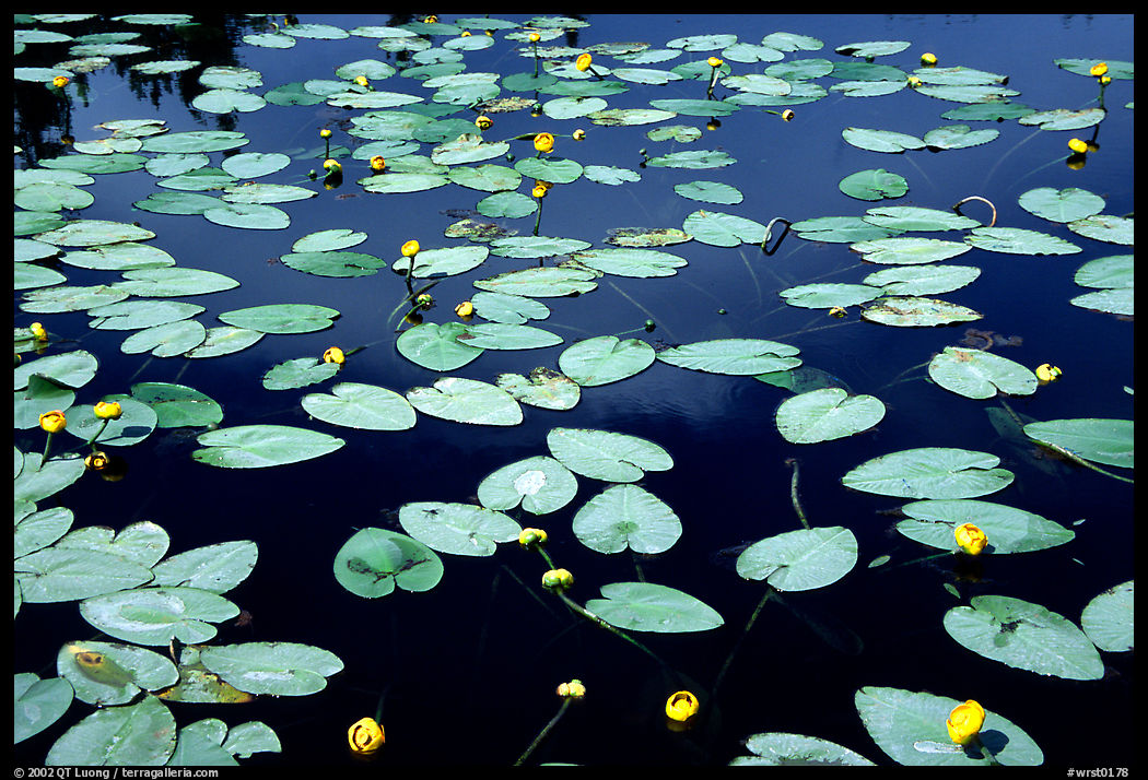 Water lilies blooming in pond near Chokosna. Wrangell-St Elias National Park, Alaska, USA.