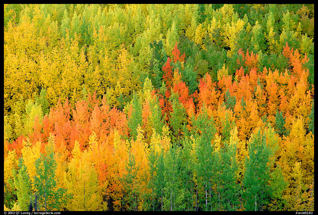 Autunm colors near Chokosna. Wrangell-St Elias National Park, Alaska, USA.