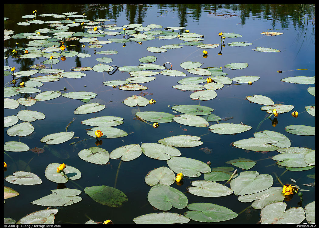 Water lillies with yellow flowers. Wrangell-St Elias National Park, Alaska, USA.