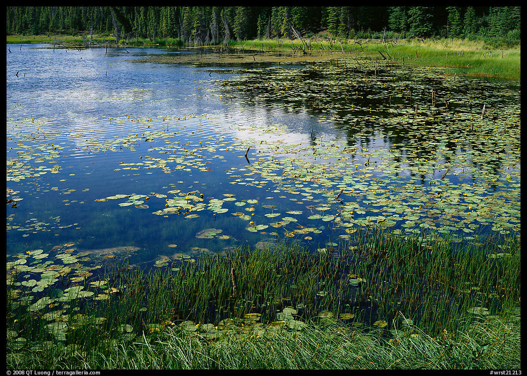 Pond with grasses, water lillies in bloom, and reflections. Wrangell-St Elias National Park, Alaska, USA.