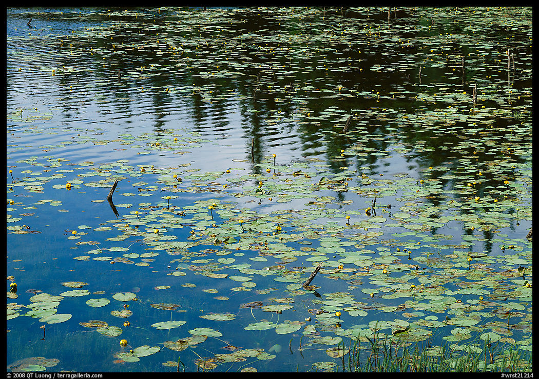 Water lilies and reflexions in pond near Chokosna. Wrangell-St Elias National Park, Alaska, USA.