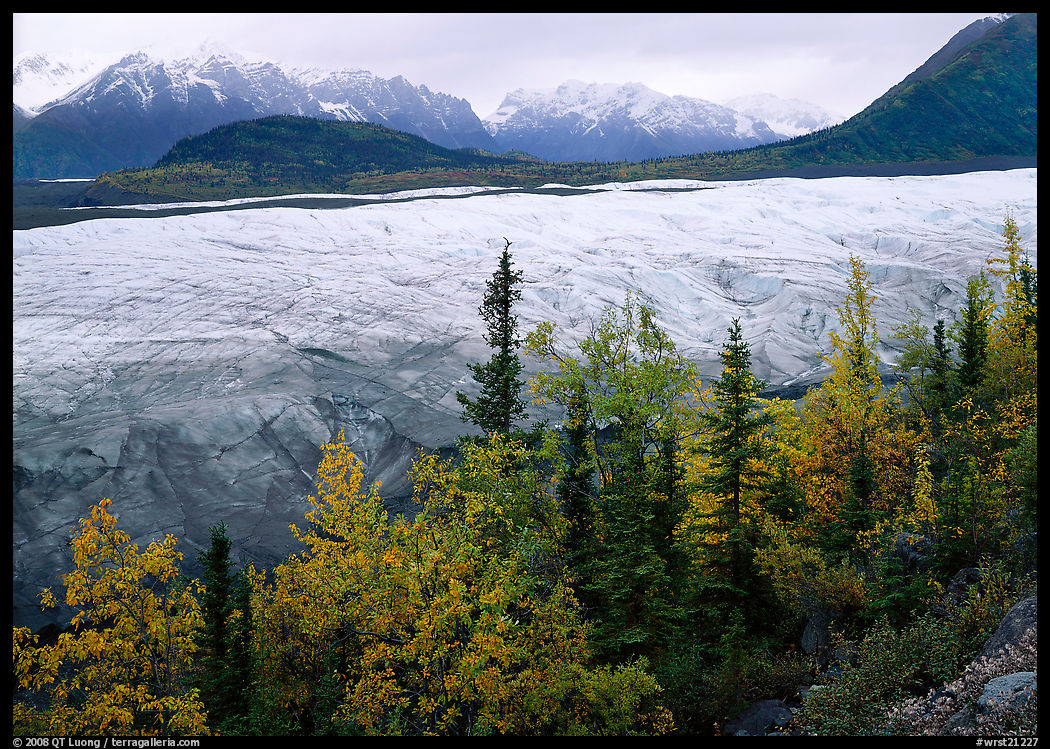 Trees, Root Glacier, and Wrangell Mountains. Wrangell-St Elias National Park, Alaska, USA.