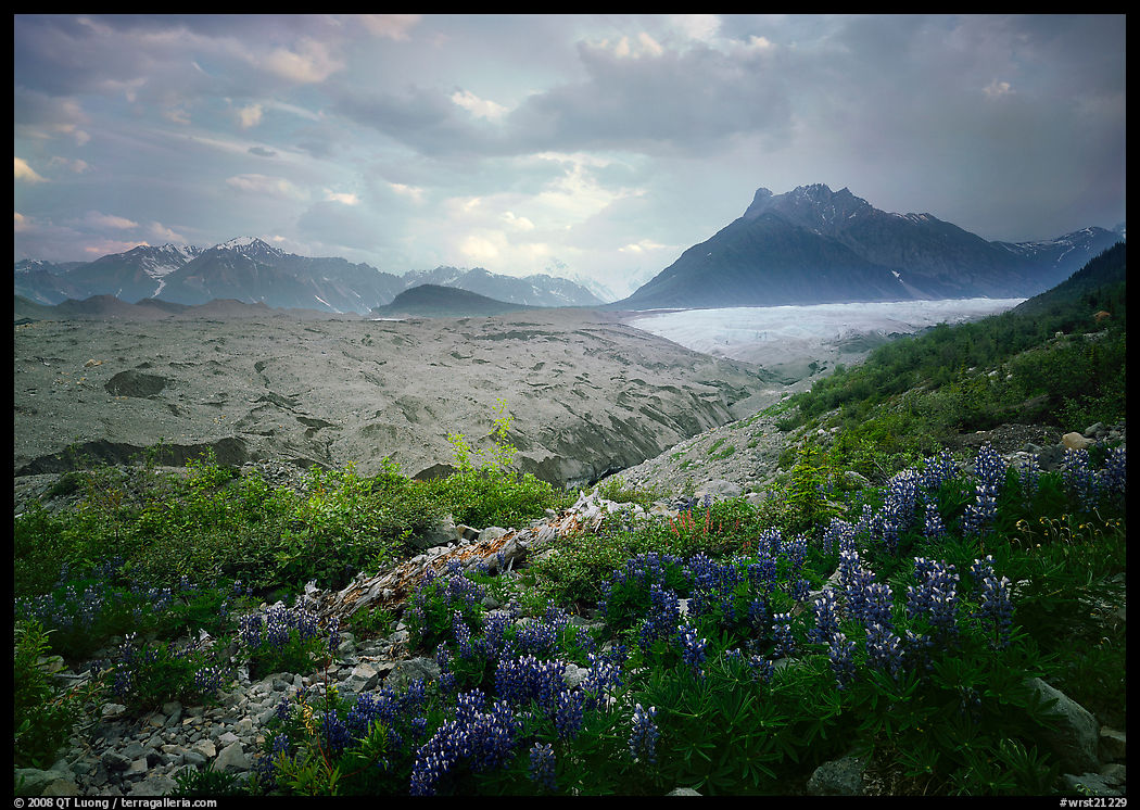 Lupine, Root Glacier, Mt Donohoe. Wrangell-St Elias National Park