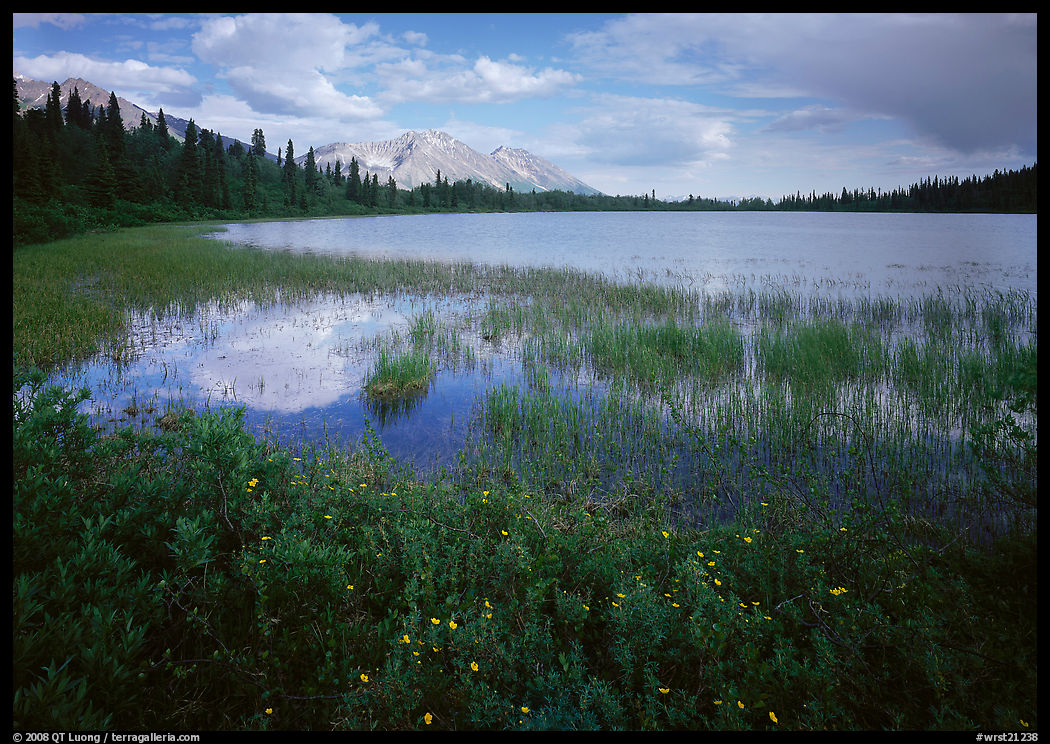 Wildflowers, reeds, and lake at the base of Mt Donoho. Wrangell-St Elias National Park, Alaska, USA.