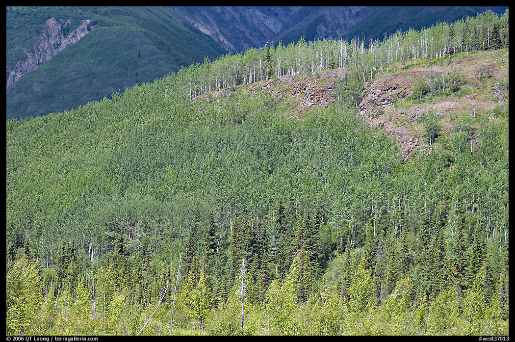 Forested hill. Wrangell-St Elias National Park, Alaska, USA.