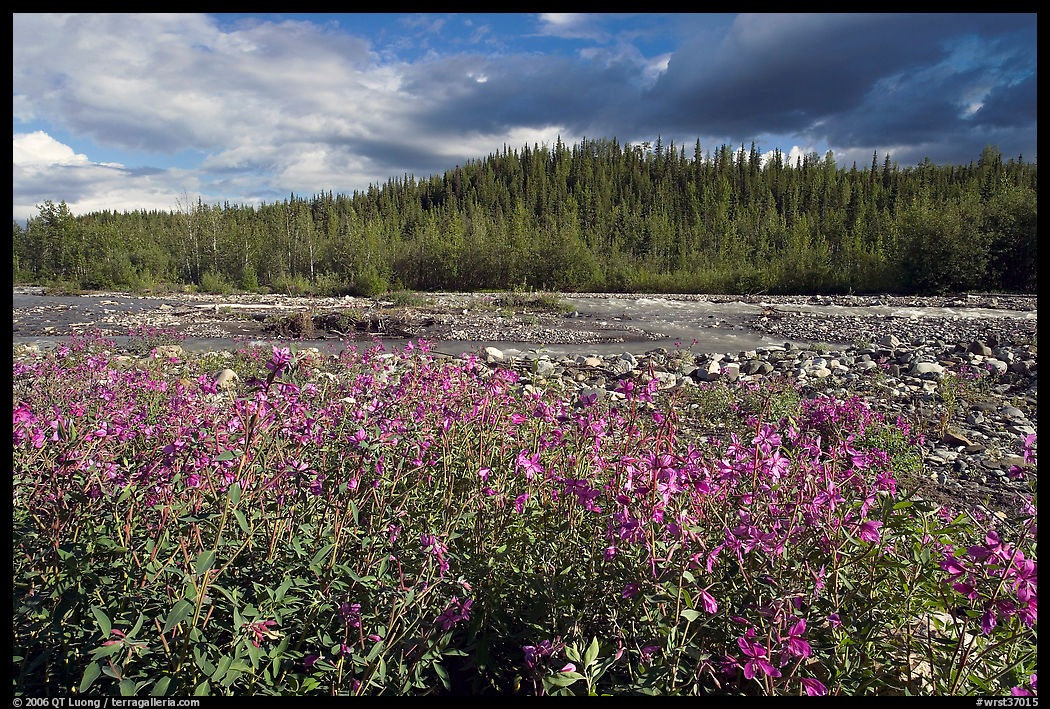 Fireweed along river. Wrangell-St Elias National Park, Alaska, USA.