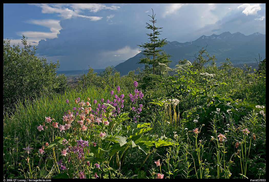 Wildflowers and mountains near Kennicott. Wrangell-St Elias National Park, Alaska, USA.
