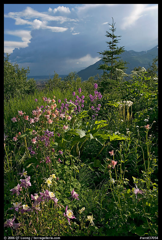 Variety of wildflowers near Kennicott. Wrangell-St Elias National Park, Alaska, USA.