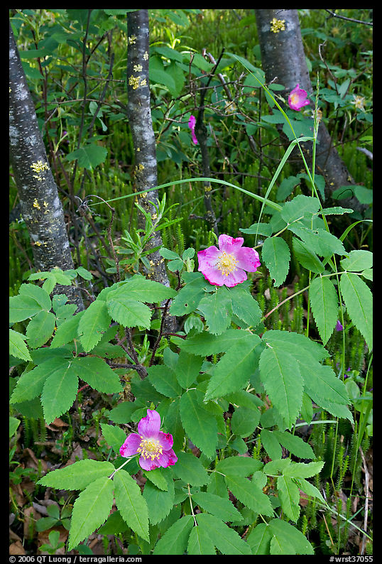 Wild Rose and tree trunks. Wrangell-St Elias National Park, Alaska, USA.