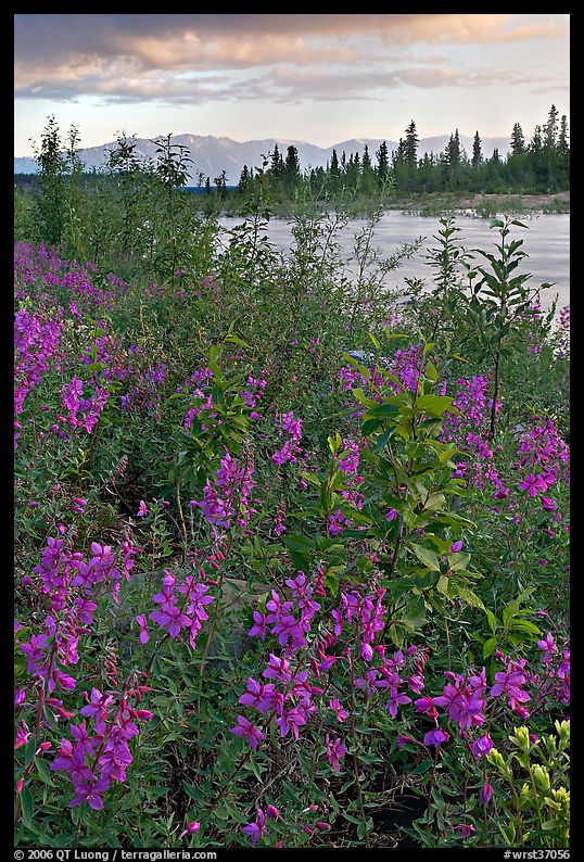Fireweed near an arm of the Kennicott River, sunset. Wrangell-St Elias National Park, Alaska, USA.