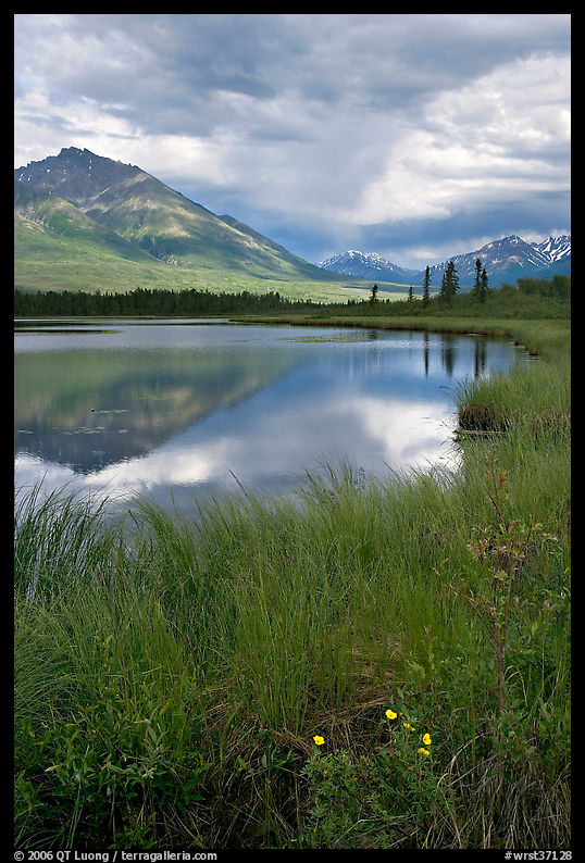 Flowers, grasses, lake, and mountains. Wrangell-St Elias National Park, Alaska, USA.